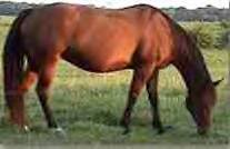 Moench Ranch Broodmare: Linda Cody King