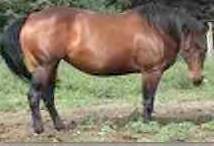 Moench Ranch Broodmare: Pistol Pack N Playgun