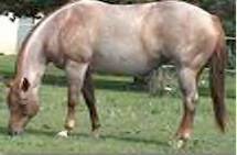 Moench Ranch Broodmare: Roan In Her Smoke