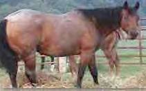 Moench Ranch Broodmare: Satin Drift N Smoke