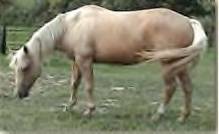 Moench Ranch Broodmare: Huggie Cody Baby