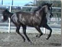 Moench Ranch Stallion: Isle Drift 4