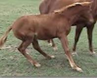 Sale Barn Foal: Chestnut Stud Colt (Stylin Beau X Tuckers Fancy Rat)