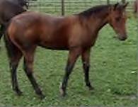 Sale Barn Foal: Bay Stud Colt (An Okies Totin Guns X Isle Be A Tivio Girl)