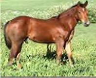 Sale Barn Foal: Bay Stud Colt (An Okies Totin Guns X New Moon Cody)