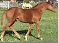 Sale Barn Foal: Chestnut Filly (Eddie The Rat X Linda Cody King)