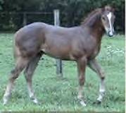 Sale Barn Foal: Chestnut Stud Colt (Eddie The Rat X MPH Limited Edition)