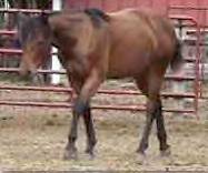 Sale Barn Yearling: Drifts Pistol (Isle Drift X Pistol Pack N Playgun)