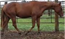 Sale Barn 2 Year Olds: Kassies Smokn Badger (An Okies Totin Guns X Ms Badger Grand)