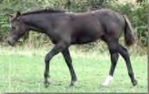 Sale Barn Foal: Black Filly (Isle Drift X Satin Drift N Smoke)