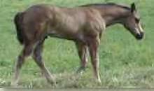 Sale Barn Foal: Black Stud Colt (Isle Drift X Yuma Pine)